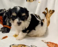 Emily, a female Yorkshire Terrier and Morkie for sale in Tampa, FL – 4 of 10