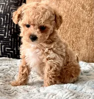 Bella  F1b Tiny , a female Maltipoo and Poodle - Toy  for sale in Tampa, FL – 2 of 10