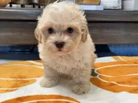 Charlie Green Eyes , a male Maltipoo and Poodle - Toy  for sale in Tampa, FL – 8 of 10