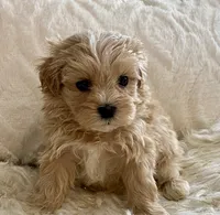 Bruno, a male Maltipoo and Poodle - Toy  for sale in Tampa, FL – 2 of 10