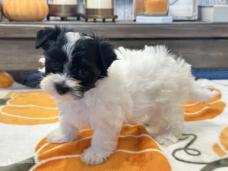 Milo Parti – Yorkshire Terrier puppy for sale in Tampa, FL