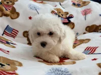 Toby , a male Maltipoo and Poodle - Toy  for sale in Tampa, FL – 7 of 10