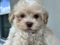 Charlie Green Eyes , a male Maltipoo and Poodle - Toy  for sale in Tampa, FL – 6 of 10