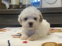 Shelby Tiny, a female Maltipoo and Poodle - Toy  for sale in Tampa, FL – 7 of 10