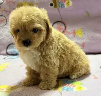 Bella , a female Maltipoo and Poodle - Toy  for sale in Tampa, FL – 8 of 10