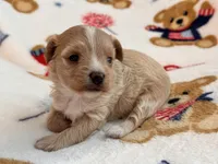 Lily , a female Maltipoo and Poodle - Toy  for sale in Tampa, FL – 9 of 9