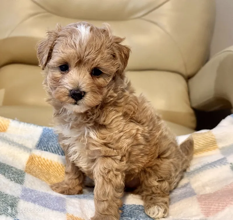 Jazzy  – Maltipoo, Poodle - Toy  puppy for sale in Tampa, FL