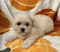 Charlie, a male Maltipoo and Poodle - Toy  for sale in Tampa, FL – 7 of 10