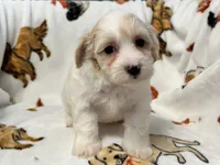 Liam, a male Maltipoo and Poodle - Toy  for sale in Tampa, FL – 2 of 9