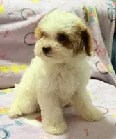 Mattie , a female Maltipoo and Poodle - Toy  for sale in Tampa, FL – 9 of 10