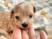 Fendi, a female Maltipoo and Poodle - Toy  for sale in Tampa, FL – 7 of 10
