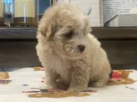 Scooter, a male Maltipoo and Poodle - Toy  for sale in Tampa, FL – 6 of 10