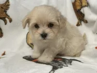 Milo , a male Maltipoo and Poodle - Toy  for sale in Tampa, FL – 5 of 10