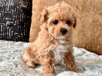 Bella  F1b Tiny , a female Maltipoo and Poodle - Toy  for sale in Tampa, FL – 7 of 10