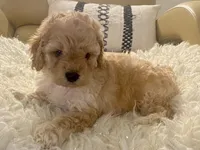 Noelle Toy F1b , a female Cavapoo and Poodle - Toy  for sale in Tampa, FL – 5 of 9