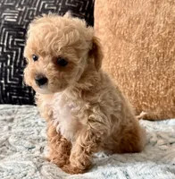 Bella  F1b Tiny , a female Maltipoo and Poodle - Toy  for sale in Tampa, FL – 3 of 10