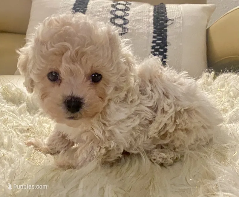 Bailey – Maltipoo, Poodle - Toy  puppy for sale in Tampa, FL