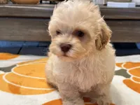 Charlie Green Eyes , a male Maltipoo and Poodle - Toy  for sale in Tampa, FL – 2 of 10