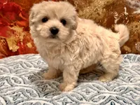 Molly , a female Maltipoo and Poodle - Toy  for sale in Tampa, FL – 7 of 9