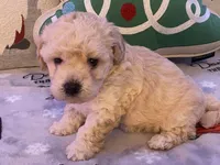Toby, a male Maltipoo and Poodle - Toy  for sale in Tampa, FL – Photo 9 of 10