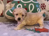 Toby, a male Maltipoo and Poodle - Toy  for sale in Tampa, FL – Photo 8 of 10