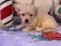 Toby, a male Maltipoo and Poodle - Toy  for sale in Tampa, FL – Photo 10 of 10