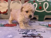 Toby, a male Maltipoo and Poodle - Toy  for sale in Tampa, FL – Photo 7 of 10