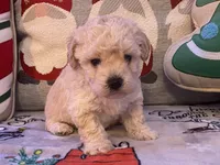 Toby, a male Maltipoo and Poodle - Toy  for sale in Tampa, FL – Photo 1 of 10
