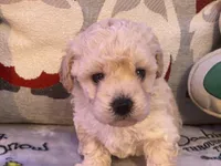 Toby, a male Maltipoo and Poodle - Toy  for sale in Tampa, FL – Photo 3 of 10