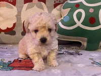 Toby, a male Maltipoo and Poodle - Toy  for sale in Tampa, FL – Photo 4 of 10