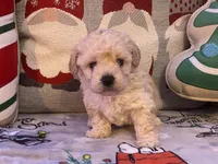Toby, a male Maltipoo and Poodle - Toy  for sale in Tampa, FL – Photo 6 of 10