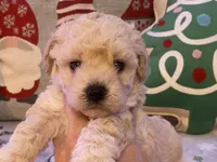 Toby, a male Maltipoo and Poodle - Toy  for sale in Tampa, FL – Photo 2 of 10