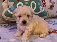 Toby, a male Maltipoo and Poodle - Toy  for sale in Tampa, FL – Photo 5 of 10