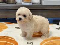 Lily, a female Maltipoo and Poodle - Toy  for sale in Tampa, FL – 5 of 10