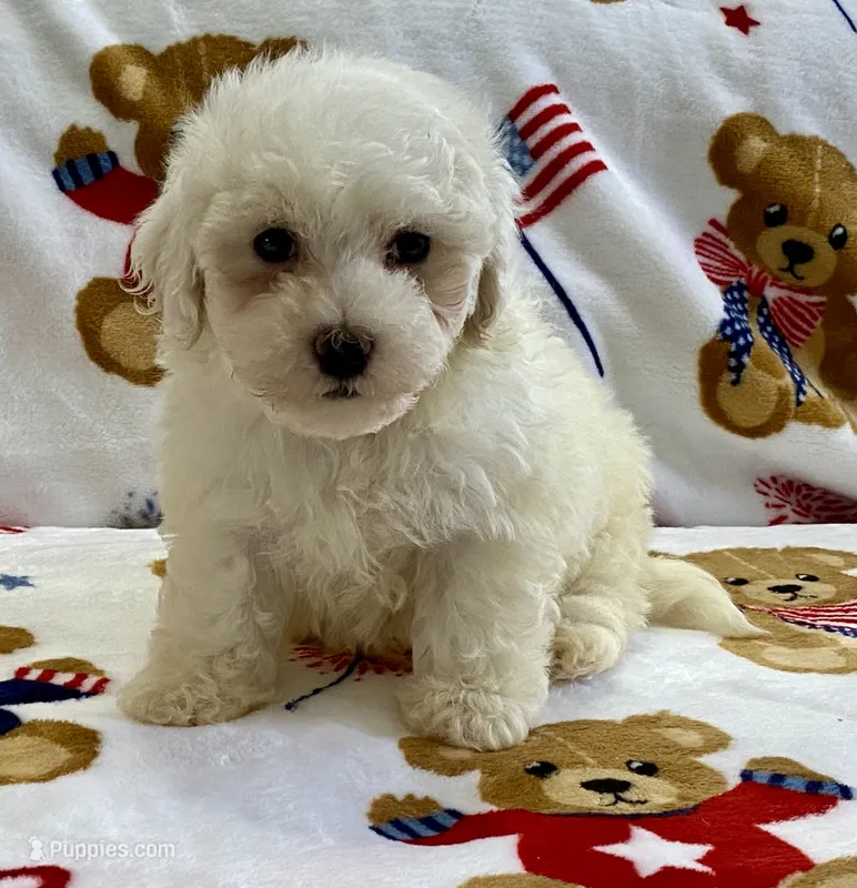 Moochi – Maltipoo, Poodle - Toy  puppy for sale in Tampa, FL