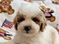 Romario, a male Maltipoo and Poodle - Toy  for sale in Tampa, FL – 8 of 9