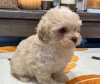 Charlie Green Eyes , a male Maltipoo and Poodle - Toy  for sale in Tampa, FL – 4 of 10