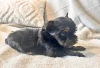 Lola  Tiny, a female Yorkshire Terrier for sale in Tampa, FL – 5 of 10