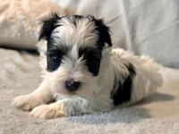 Toby Parti, a male Yorkshire Terrier for sale in Tampa, FL – 6 of 10