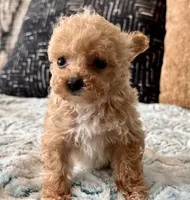 Misa  Extra Tiny , a female Maltipoo and Poodle - Toy  for sale in Tampa, FL – 2 of 10