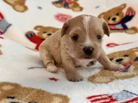 Lily , a female Maltipoo and Poodle - Toy  for sale in Tampa, FL – 4 of 9