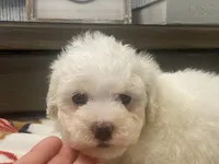 Moochi, a male Maltipoo and Poodle - Toy  for sale in Tampa, FL – 2 of 10