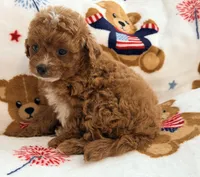 Rosie , a female Maltipoo and Poodle - Toy  for sale in Tampa, FL – 6 of 10