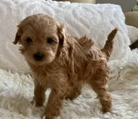 Izzy, a female Maltipoo and Poodle - Toy  for sale in Tampa, FL – 9 of 10