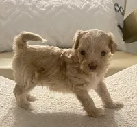 Meeko, a male Maltipoo and Poodle - Toy  for sale in Tampa, FL – Photo 10 of 10