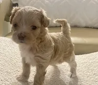 Meeko, a male Maltipoo and Poodle - Toy  for sale in Tampa, FL – Photo 9 of 10