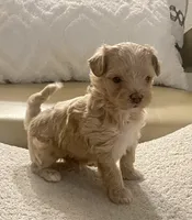 Meeko, a male Maltipoo and Poodle - Toy  for sale in Tampa, FL – Photo 3 of 10