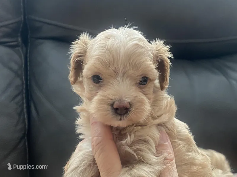 Meeko – Maltipoo, Poodle - Toy  puppy for sale in Tampa, FL