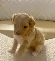 Meeko, a male Maltipoo and Poodle - Toy  for sale in Tampa, FL – Photo 6 of 10