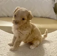 Meeko, a male Maltipoo and Poodle - Toy  for sale in Tampa, FL – Photo 1 of 10